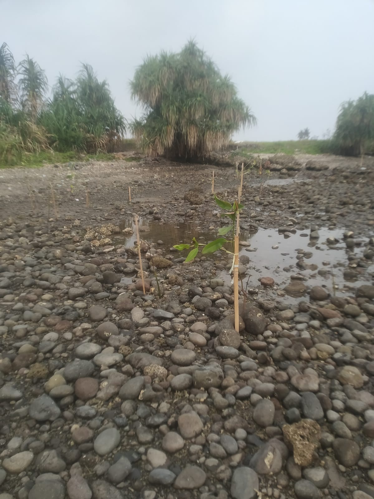 Tak Sekadar Menanam, Pak RW Attar Pantau Pertumbuhan Mangrove Hasil Kolaborasi Bersama TNI dan Mahasiswa KKN